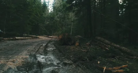 Trees Are Cut Down, Deforestation For Construction, Wood Harvesting, Industri Stock Footage 188545809