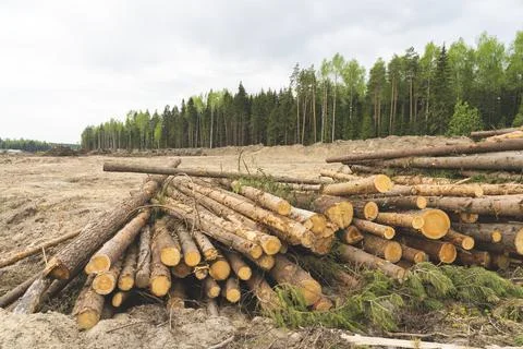 Trees are cut down, deforestation for construction, Stock Photos
