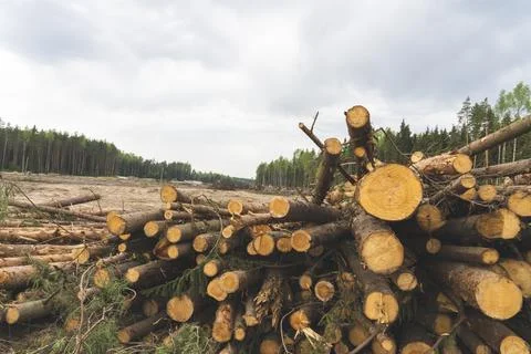 Trees are cut down, deforestation for construction, Stock Photos