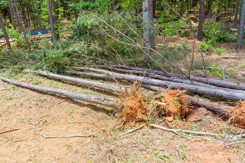 Trees are cut down left on ground in wooded area during tornado storm Stock Photos