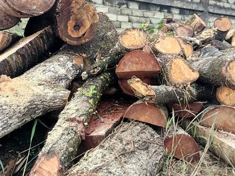 Trees are cut down. Stock Photos