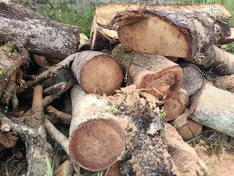 Trees are cut down. Stock Photos