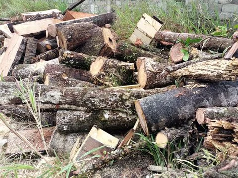 Trees are cut down. Stock Photos