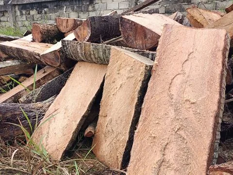 Trees are cut down. Stock Photos