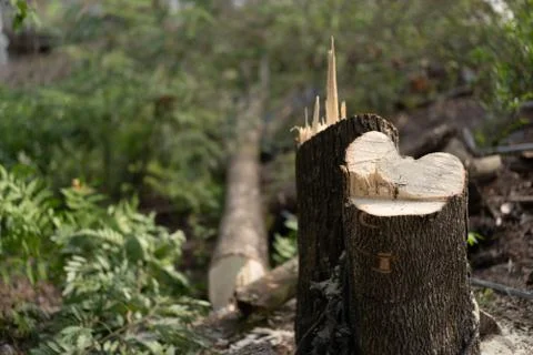Trees that are destroyed by cutting down trees Stock Photos