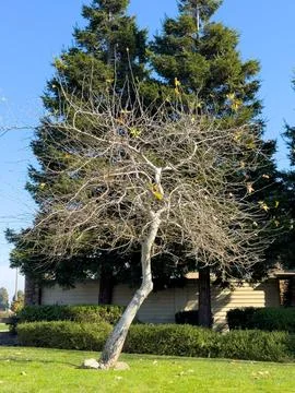 The trees are empty and in the yard are not green Stock Photos