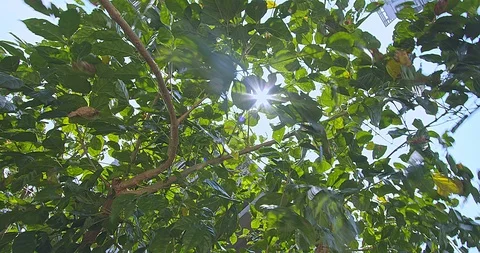 Trees that are exposed to wind and sunlight Video stock 105555279