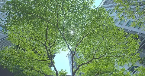 Trees that are exposed to wind and sunlight Video stock 105555339