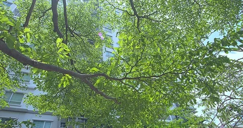 Trees that are exposed to wind and sunlight Video stock 105555467