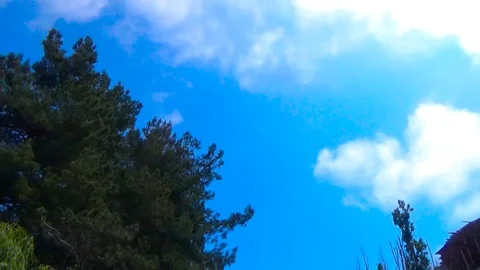 The trees are flying over your head Stock Footage 109179386