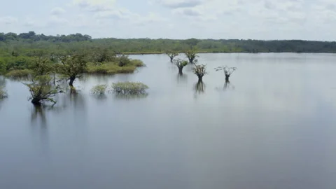 Trees are growing in a lagoon of the Amazon forest, inundated most of the year Stock Footage 169945678