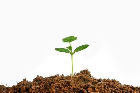 The trees are growing from the soil on a white background. Stock Photos