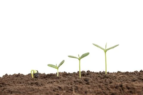 The trees are growing from the soil on a white background. Stock Photos