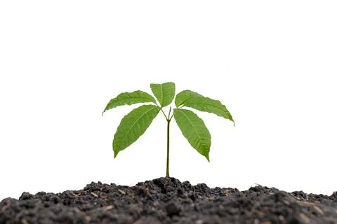 The trees are growing from the soil on a white background. Stock Photos