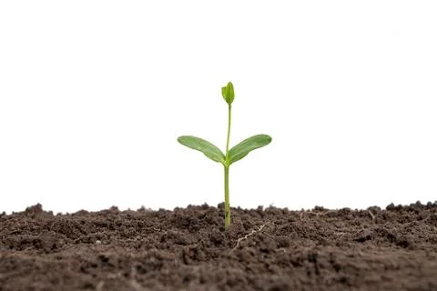 The trees are growing from the soil on a white background. Stock Photos