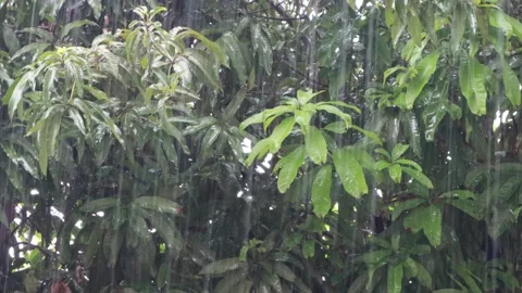 Trees are hit by heavy rains in the season Stock Footage 317019634