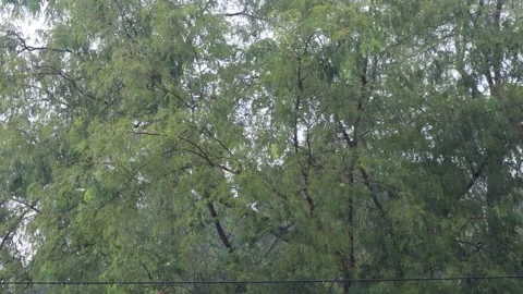 Trees are hit by heavy rains in the season Stock Footage 317019661