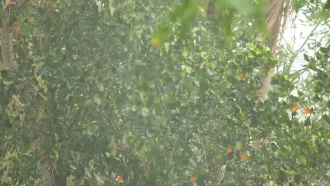 Trees are moving fast while rain storming, out door  Chiangmai Thailand Video stock 172144747