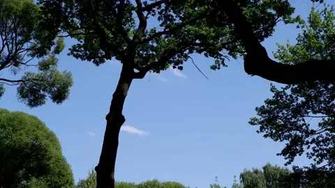 Trees are moving in the park. Blue sky background. 4k Stock Footage 156904259