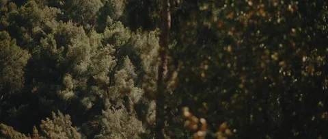 Trees are moving in the wind breeze in th distance. SLOW MOTION Stock Footage 126738595