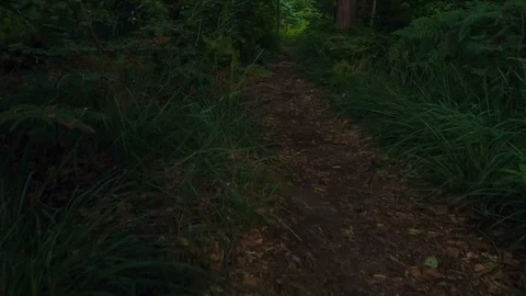 Trees are not letting too much sunshine in Video stock 112176219