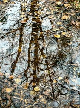 Trees are reflected in an autumn puddle Stock Photos