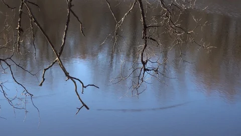Trees are reflected in the lake. Stock Footage 123246885