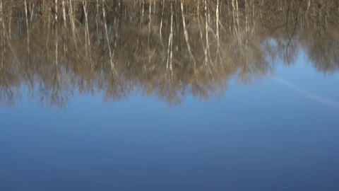 Trees are reflected in the lake. Stock-Footage 123255943
