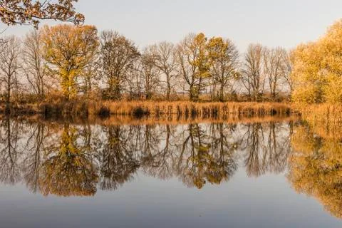 Trees are reflected in the lake Stock Photos