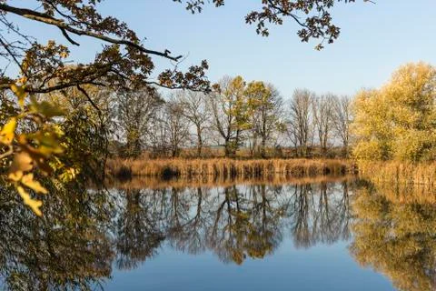 Trees are reflected in the lake Foto stock