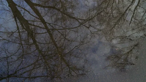 Trees are reflected in melt water Stockbeeldmateriaal 236755923