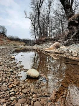 Trees are reflected in a mountain river Fotos Stock