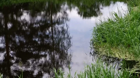 Trees are reflected in the pond. The movement of waves in the pond. Stock Footage 156626929