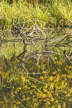 Trees are reflected in the pond vertical Stock Photos