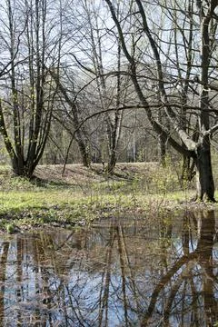 Trees are reflected in a puddle of melt water in the park. Stock Photos