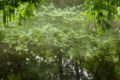 Trees are reflected in a smooth surface of water Stock Photos