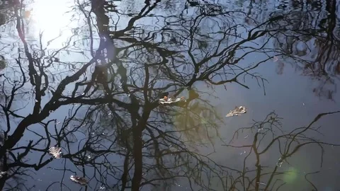 Trees are Reflected In The Water Video stock 81001747