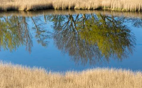 Trees are reflected in the water Stock Photos