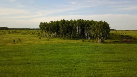 Trees are standing in the field, videography made by quadrocopter Stock Footage 126859019