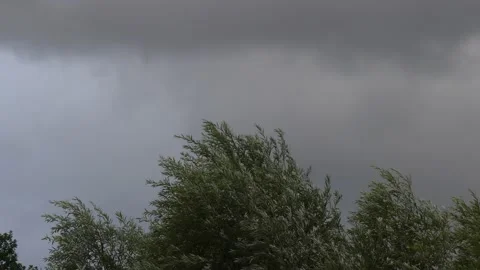 Trees are strongly moved by the wind - storm - dramatic dark grey clouds Stock Footage 138158399