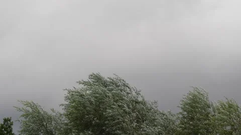 Trees are strongly moved by the wind - storm - dramatic dark grey clouds Stock Footage 138160947