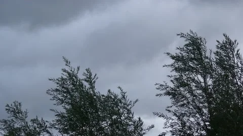 Trees are strongly moved by the wind - storm - dramatic dark grey clouds Stock Footage 138162484
