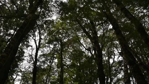 Trees are swaying in a strong wind Stock Footage 220414622