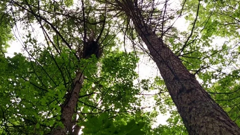 The trees are swaying in the wind. Bottom view of a tree with a nest in the fore Stock Footage 250952055