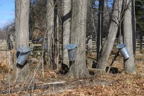 Trees are tapped for maple syrup production in springtime Stock Photos