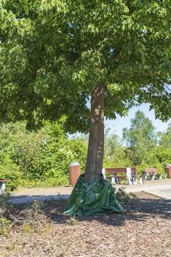 The trees are watered using water bags. Stock Photos