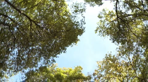 Trees around Stock Footage 910409