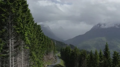 Trees Around The Mountain Road in Norway Video stock 201921101