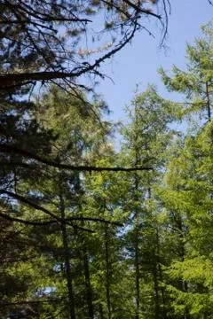 Trees of the Aspromonte mountains Foto stock