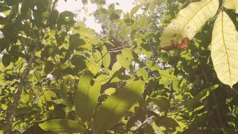 Trees of the atlantic forest Stock Footage 127495118